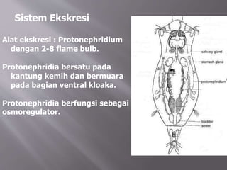 Sistem Ekskresi
Alat ekskresi : Protonephridium
dengan 2-8 flame bulb.
Protonephridia bersatu pada
kantung kemih dan bermuara
pada bagian ventral kloaka.
Protonephridia berfungsi sebagai
osmoregulator.
 