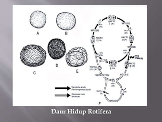 Daur Hidup Rotifera
 