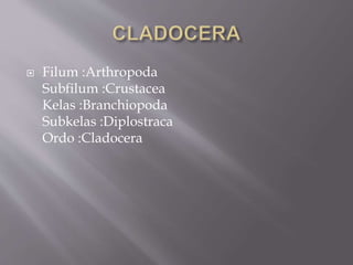  Filum :Arthropoda
Subfilum :Crustacea
Kelas :Branchiopoda
Subkelas :Diplostraca
Ordo :Cladocera
 