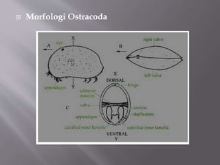  Morfologi Ostracoda
 