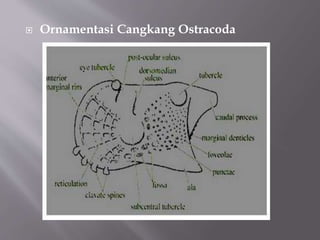  Ornamentasi Cangkang Ostracoda
 