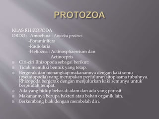 KLAS RHIZOPODA
ORDO : -Amoebina : Amoeba proteus
-Foraminifera
-Radiolaria
-Heliozoa : Actinosphaerrium dan
Actinocpris
 Ciri-ciri Rhizopoda sebagai berikut:
 Tidak memiliki bentuk yang tetap.
 Bergerak dan menangkap makanannya dengan kaki semu
(pseudopodia) yang merupakan penjuluran sitoplasma tubuhnya.
Rhizopoda bergerak dengan menjulurkan kaki semunya untuk
berpindah tempat.
 Ada yang hidup bebas di alam dan ada yang parasit.
 Makanannya berupa bakteri atau bahan organik lain.
 Berkembang biak dengan membelah diri.
 