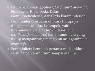  Filum Sarcomastigophora, Subfilum Sarcodina,
Superkelas Rhizopoda, Kelas
Granuloreticulosea, dan Ordo Foraminiferida.
 Foraminifera berdasarkan cara hidupnya
dibagi menjadi dua kelompok, yaitu
foraminifera yang hidup di dasar laut
(benthonic foraminifera) dan foraminifera yang
hidup mengambang mengikuti arus (panktonic
foraminifera).
 Foraminifera bentonik pertama mulai hidup
sejak Zaman Kambrium sampai saat ini
 