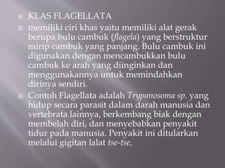  KLAS FLAGELLATA
 memiliki ciri khas yaitu memiliki alat gerak
berupa bulu cambuk (flagela) yang berstruktur
mirip cambuk yang panjang. Bulu cambuk ini
digunakan dengan mencambukkan bulu
cambuk ke arah yang diinginkan dan
menggunakannya untuk memindahkan
dirinya sendiri.
 Contoh Flagellata adalah Trypanosoma sp. yang
hidup secara parasit dalam darah manusia dan
vertebrata lainnya, berkembang biak dengan
membelah diri, dan menyebabkan penyakit
tidur pada manusia. Penyakit ini ditularkan
melalui gigitan lalat tse-tse.
 