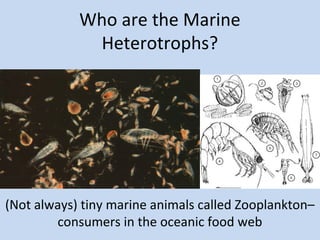 Who are the Marine
Heterotrophs?

(Not always) tiny marine animals called Zooplankton–
consumers in the oceanic food web

 