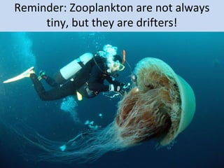 Reminder: Zooplankton are not always
tiny, but they are drifters!

 