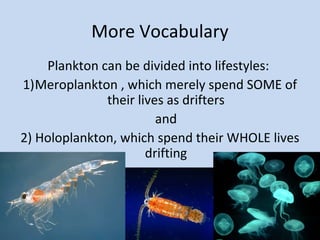 More Vocabulary
Plankton can be divided into lifestyles:
1)Meroplankton , which merely spend SOME of
their lives as drifters
and
2) Holoplankton, which spend their WHOLE lives
drifting

 