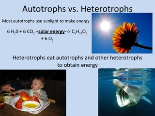 Autotrophs vs. Heterotrophs
Most autotrophs use sunlight to make energy

6 H20 + 6 CO2 +solar energy--> C6H12O6
+ 6 O2

Heterotrophs eat autotrophs and other heterotrophs
to obtain energy

 