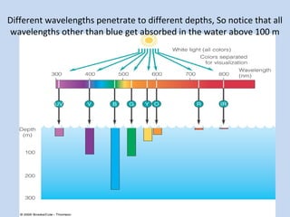 Different wavelengths penetrate to different depths, So notice that all
wavelengths other than blue get absorbed in the water above 100 m

Plankton

 