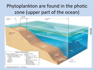 Phytoplankton are found in the photic
zone (upper part of the ocean)

 