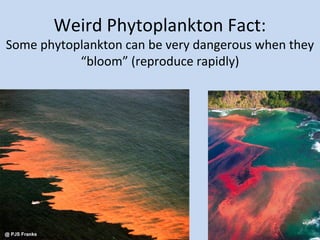 Weird Phytoplankton Fact:

Some phytoplankton can be very dangerous when they
“bloom” (reproduce rapidly)

 