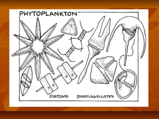 Planktons