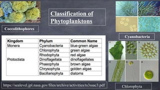 Cyanobacteria
Coccolithophores
https://sealevel.jpl.nasa.gov/files/archive/activities/ts3ssac3.pdf Chlorophyta
Coccolithophores
Classification of
Phytoplanktons
 