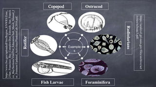 Example
s
Foraminifera
Rotifer
Ostracod
Radiolarians
Fish Larvae
https://sealevel.jpl.nasa.gov/files/archive/act
ivities/ts3ssac3.pdf.
https://www.fws.gov/uploadedFiles/Region_8/NWRS/Zone_
2/San_Francisco_Bay_Complex/Don_Edwards_San_Francis
co_Bay/Sections/Visit/For_Educators/Salt_Marsh_Manual_f
or_Fremont/Updated_Activities/PlanktonLab.2016.pdf.
 