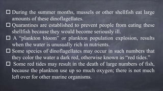  During the summer months, mussels or other shellfish eat large
amounts of these dinoflagellates.
 Quarantines are established to prevent people from eating these
shellfish because they would become seriously ill.
 A “plankton bloom” or plankton population explosion, results
when the water is unusually rich in nutrients.
 Some species of dinoflagellates may occur in such numbers that
they color the water a dark red, otherwise known as “red tides.”
 Some red tides may result in the death of large numbers of fish,
because the plankton use up so much oxygen; there is not much
left over for other marine organisms.
 