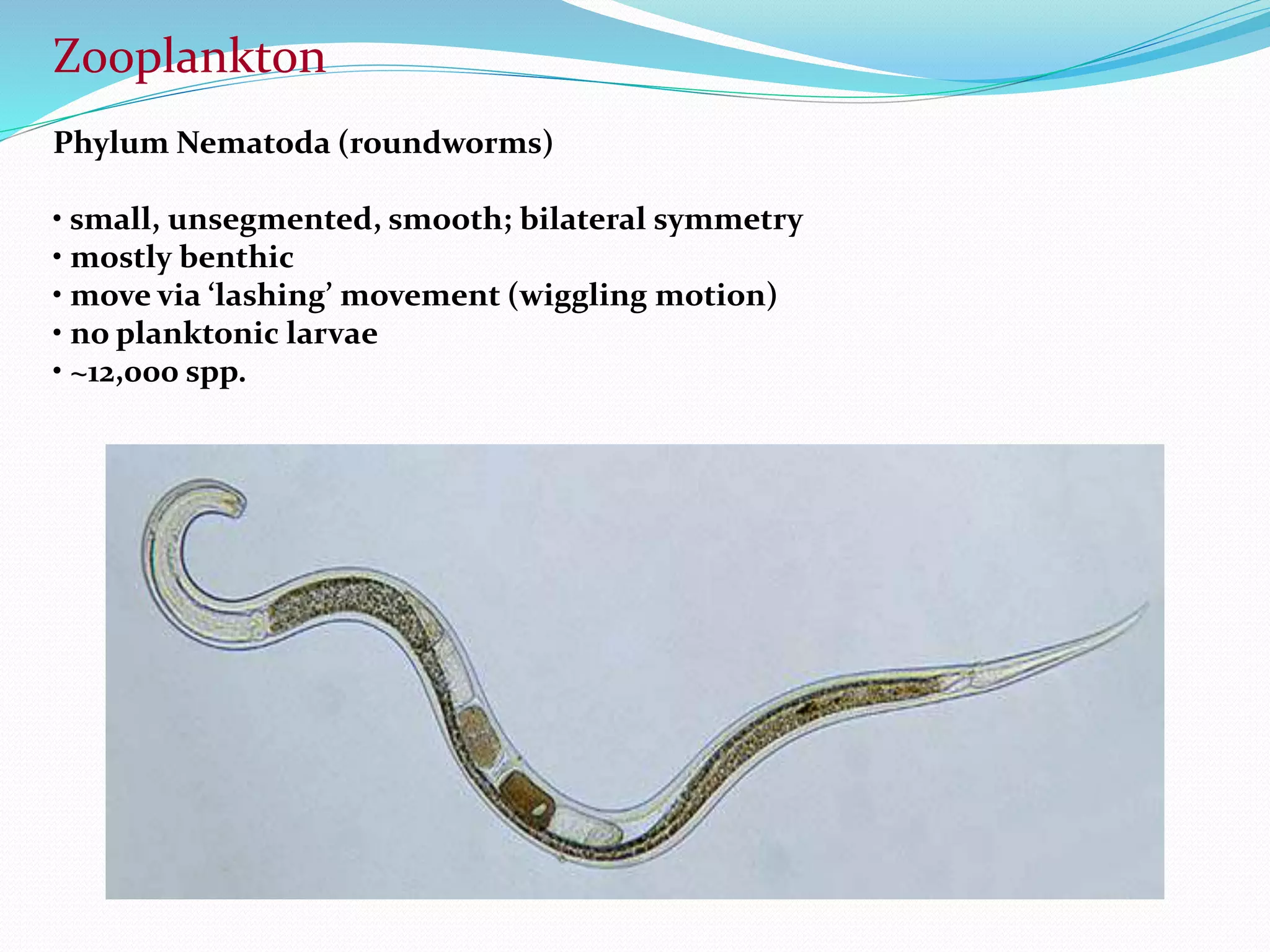 Plankton isolation / Classification | PPTX