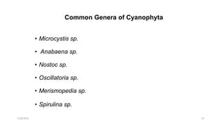Common Genera of Cyanophyta
• Microcystis sp.
• Anabaena sp.
• Nostoc sp.
• Oscillatoria sp.
• Merismopedia sp.
• Spirulina sp.
15
7/26/2022
 