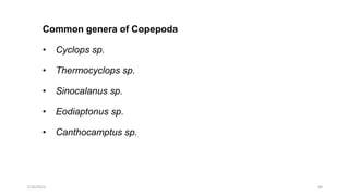 Common genera of Copepoda
• Cyclops sp.
• Thermocyclops sp.
• Sinocalanus sp.
• Eodiaptonus sp.
• Canthocamptus sp.
40
7/26/2022
 