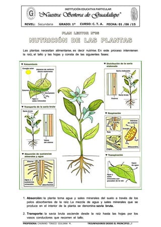 PROFESORA: CHURANO TINOCO GIULIANA M. TRIUNFADORES DESDE EL PRINCIPIO…!
CURSO: C. T. A.NIVEL: Secundaria GRADO: 1º FECHA: 01 /06 /15
INSTITUCIÓN EDUCATIVA PARTICULAR
Las plantas necesitan alimentarse, es decir nutrirse. En este proceso intervienen
la raíz, el tallo y las hojas y consta de las siguientes fases:
1. Absorción: la planta toma agua y sales minerales del suelo a través de los
pelos absorbentes de la raíz. La mezcla de agua y sales minerales que se
produce en el interior de la planta se denomina savia bruta.
2. Transporte: la savia bruta asciende desde la raíz hasta las hojas por los
vasos conductores que recorren el tallo.
 