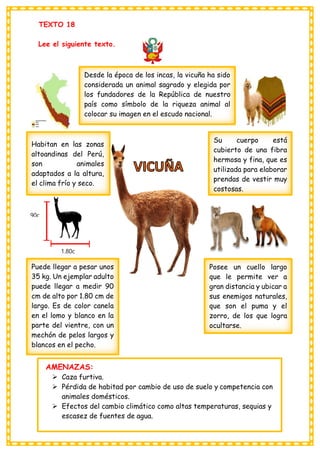 TEXTO 18
Lee el siguiente texto.
AMENAZAS:
➢ Caza furtiva.
➢ Pérdida de habitad por cambio de uso de suelo y competencia con
animales domésticos.
➢ Efectos del cambio climático como altas temperaturas, sequias y
escasez de fuentes de agua.
Posee un cuello largo
que le permite ver a
gran distancia y ubicar a
sus enemigos naturales,
que son el puma y el
zorro, de los que logra
ocultarse.
Puede llegar a pesar unos
35 kg. Un ejemplar adulto
puede llegar a medir 90
cm de alto por 1.80 cm de
largo. Es de color canela
en el lomo y blanco en la
parte del vientre, con un
mechón de pelos largos y
blancos en el pecho.
Su cuerpo está
cubierto de una fibra
hermosa y fina, que es
utilizada para elaborar
prendas de vestir muy
costosas.
Desde la época de los incas, la vicuña ha sido
considerada un animal sagrado y elegida por
los fundadores de la República de nuestro
país como símbolo de la riqueza animal al
colocar su imagen en el escudo nacional.
Habitan en las zonas
altoandinas del Perú,
son animales
adaptados a la altura,
el clima frío y seco.
90c
1.80c
m
 