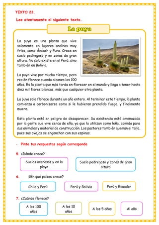 TEXTO 23.
Lee atentamente el siguiente texto.
La puya es una planta que vive
solamente en lugares andinos muy
fríos, como Áncash y Puno. Crece en
suelo pedregoso y en zonas de gran
altura. No solo existe en el Perú, sino
también en Bolivia.
La puya vive por mucho tiempo, pero
recién florece cuando alcanza los 100
años. Es la planta que más tarda en florecer en el mundo y llega a tener hasta
diez mil flores blancas, más que cualquier otra planta.
La puya solo florece durante un año entero. Al terminar este tiempo, la planta
comienza a carbonizarse como si le hubieran prendido fuego, y finalmente
muere.
Esta planta está en peligro de desaparecer. Su existencia está amenazada
por la gente que vive cerca de ella, ya que la utilizan como leña, comida para
sus animales y material de construcción. Los pastores también queman el tallo,
pues sus ovejas se enganchan con sus espinas.
- Pinta tus respuestas según corresponda
5. ¿Dónde crece?
6. ¿En qué países crece?
7. ¿Cuándo florece?
Suelos arenosos y en la
playa
Suelo pedregoso y zonas de gran
altura
Chile y Perú Perú y Bolivia Perú y Ecuador
A los 100
años
A los 10
años
A los 5 años Al año
 
