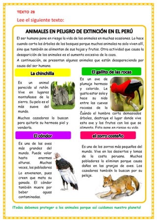 TEXTO 28
Lee el siguiente texto:
El ser humano pone en riesgo la vida de los animales en muchas ocasiones. Lo hace
cuando corta los árboles de los bosques porque muchos animales no solo viven allí,
sino que también se alimentan de sus hojas y frutos. Otra actividad que causa la
desaparición de los animales es el aumento excesivo de la caza.
A continuación, se presentan algunos animales que están desapareciendo por
causa del ser humano.
Es un animal
parecido al ratón.
Vive en lugares
montañosos de la
sierra. Su pelo es el
más suave del
mundo.
Muchos cazadores lo buscan
para quitarle su hermosa piel y
venderla.
Es un ave de
plumaje hermoso
y colorido. Le
gusta estar sola y
hace su nido
entre las cuevas
rocosas de la
Selva.
Cuando el hombre corta demasiados
árboles, destruye el lugar donde vive
esta ave y los frutos con los que se
alimenta. Esto pone en riesgo su vida.
Es una de las aves
más grandes del
mundo. Puede volar
hasta enormes
alturas. Muchas
veces, los pobladores
Es uno de los zorros más pequeños del
mundo. Vive en los desiertos y lomas
de la costa peruana. Muchos
pobladores lo eliminan porque causa
daños en las granjas de aves. Los
cazadores también lo buscan por su
pelaje.
¡Todos debemos proteger a los animales porque así cuidamos nuestro planeta!
Lo envenenan, pues
creen que mata su
ganado. El cóndor
también muere por
beber aguas
contaminadas.
 