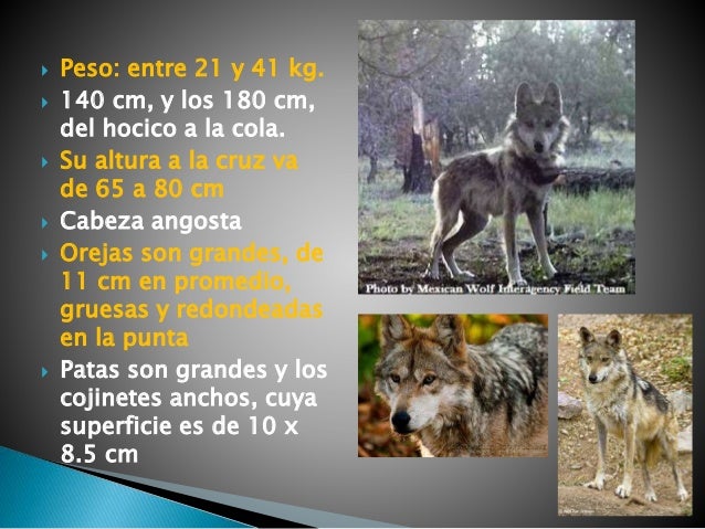 Lobo Mexicano