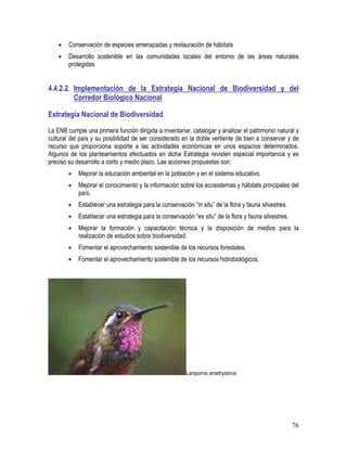 76
• Conservación de especies amenazadas y restauración de hábitats
• Desarrollo sostenible en las comunidades locales del entorno de las áreas naturales
protegidas
4.4.2.2. Implementación de la Estrategia Nacional de Biodiversidad y del
Corredor Biológico Nacional
Estrategia Nacional de Biodiversidad
La ENB cumple una primera función dirigida a inventariar, catalogar y analizar el patrimonio natural y
cultural del país y su posibilidad de ser considerado en la doble vertiente de bien a conservar y de
recurso que proporciona soporte a las actividades económicas en unos espacios determinados.
Algunos de los planteamientos efectuados en dicha Estrategia revisten especial importancia y es
preciso su desarrollo a corto y medio plazo. Las acciones propuestas son:
• Mejorar la educación ambiental en la población y en el sistema educativo.
• Mejorar el conocimiento y la información sobre los ecosistemas y hábitats principales del
país.
• Establecer una estrategia para la conservación “in situ” de la flora y fauna silvestres.
• Establecer una estrategia para la conservación “ex situ” de la flora y fauna silvestres.
• Mejorar la formación y capacitación técnica y la disposición de medios para la
realización de estudios sobre biodiversidad.
• Fomentar el aprovechamiento sostenible de los recursos forestales.
• Fomentar el aprovechamiento sostenible de los recursos hidrobiológicos.
Lampornis amethystinus
 
