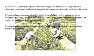 4.- Garantizar la participación plural, con enfoque de género y énfasis en las organizaciones
indígenas y campesinas, en el manejo sostenible de los recursos naturales y servicios ambientales.
5.- Impulsar la producción de alimentos suficientes y saludables, así como la existencia de
mercados alternativos, que permitan satisfacer la demanda nacional con respeto a las formas de
producción local y con pertinencia cultural.
6.- Fortalecer la participación de las agriculturas familiares y campesinas en los mercados de
provisión de alimentos.
 