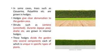 • In some cases, trees such as
Casuarina, Polyalthia etc. are
grown in hedges.
• Hedges give clear demarcation to
the garden area.
• Shrubs such as Lantana
(unnichedi), Duranta (agaya poo),
Aralia etc. are grown in internal
hedges.
• These hedges divide the garden
into several components each of
which is unique in specific types of
plants.
 