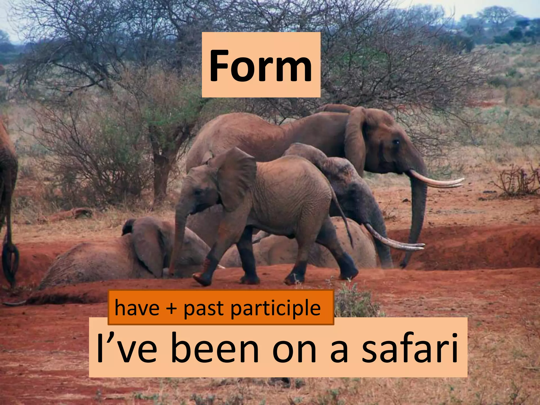I’ve been on a safari
Form
have + past participle
 