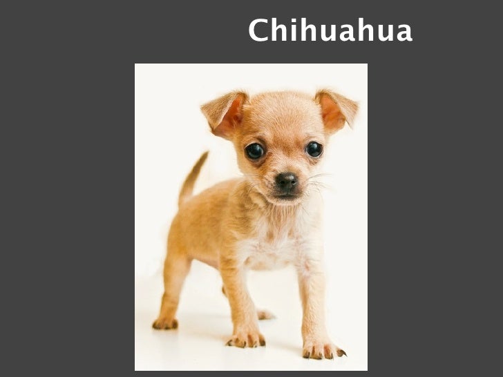 Poker chihuahua