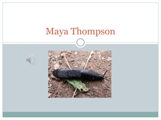 Maya Thompson
 
