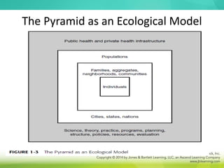The Pyramid as an Ecological Model
 