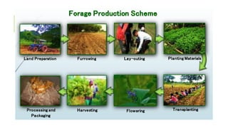 Forage Development Planning the forage area development.pptx
