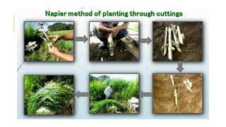 Forage Development Planning the forage area development.pptx
