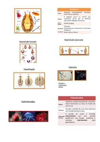 Poríferos
                Aquáticos principalmente    marinhos,
Habitat
                vivem fixo ao substrato
                A digestão ocorre no interior dos
Digestão        coanócitos, diz-se que os poríferos
                apresentam digestão intracelular
Trocas          Através da água
gasosas

                •Sexuada
Reprodução      •Assexuada por: brotamento ou formação
                de gêmula
Classificação
                Ascon, Sícon e Lêucon




                         Celenterados
                  Aquáticos predominantemente marinhos,
 Habitat
                  vivem livremente ou fixos no fundo do
                  mar ou rio
                  O corpo é dotado de uma única abertura
 Estrutura
                  com função de boca e ânus.
                  A parede do corpo é formada
 Organização      externamente    por   uma  camada
 do corpo         epidérmica, com função protetora e
                  sensitiva;    internamente     pela
                  gastroderme.
 