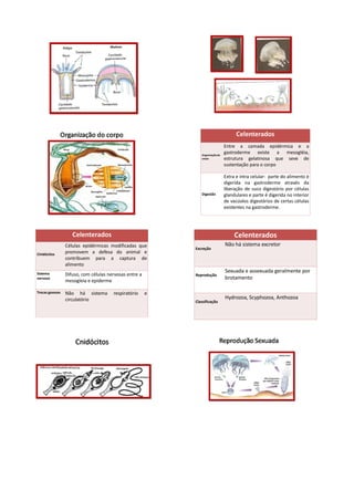 Celenterados
                                                                                Entre a camada epidérmica e a
                                                               Organização do
                                                                                gastroderme existe a mesogléia,
                                                               corpo            estrutura gelatinosa que seve de
                                                                                sustentação para o corpo

                                                                                Extra e intra celular: parte do alimento é
                                                                                digerida na gastroderme através da
                                                                                liberação de suco digestório por células
                                                               Digestão         glandulares e parte é digerida no interior
                                                                                de vacúolos digestórios de certas células
                                                                                existentes na gastroderme.




                    Celenterados                                                     Celenterados
                 Células epidérmicas modificadas que                            Não há sistema excretor
                                                            Excreção
Cinidócitos      promovem a defesa do animal e
                 contribuem para a captura de
                 alimento
Sistema
                                                                                Sexuada e assexuada geralmente por
                 Difuso, com células nervosas entre a       Reprodução
nervoso
                 mesogleia e epiderme
                                                                                brotamento

Trocas gasosas   Não há sistema        respiratório     e
                 circulatório                                                   Hydrozoa, Scyphozoa, Anthozoa
                                                            Classificação
 