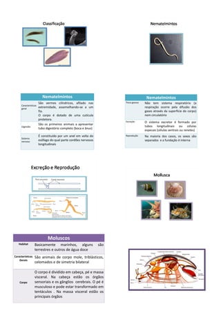Nematelmintos                                                Nematelmintos
                       São vermes cilíndricos, afilado nas            Troca gasosa   Não tem sistema respiratório (a
     Características
     geral
                       extremidade, assemelhando-se a um                             respiração ocorre pela difusão dos
                       fio.                                                          gases através da superfície do corpo)
                       O corpo é dotado de uma cutícula                              nem circulatório
                       protetora.
                                                                      Excreção       O sistema excretor é formado por
                       São os primeiros animais a apresentar
     Digestão                                                                        tubos longitudinais ou células
                       tubo digestório completo (boca e ânus)
                                                                                     especais (células ventrais ou renetes)
                       É constituído por um anel em volta do          Reprodução     Na maioria dos casos, os sexos são
     Sistema
     nervoso
                       esôfago do qual parte cordões nervosos                        separados e a fundação é interna
                       longitudinais




                             Moluscos
   Habitat        Basicamente marinhos, alguns                  são
                  terrestres e outros de água doce
Características   São animais de corpo mole, triblásticos,
    Gerais
                  celomados e de simetria bilateral

                  O corpo é dividido em cabeça, pé e massa
                  visceral. Na cabeça estão os órgãos
    Corpo         sensoriais e os gânglios cerebrais. O pé é
                  musculoso e pode estar transformado em
                  tentáculos . Na massa visceral estão os
                  principais órgãos
 