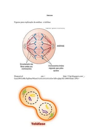 Anexos


Figuras para explicação da anáfase e telófase




Disponível               em:<                http://3.bp.blogspot.com/_-
GeecIWEsMk/Sqf6meWknrI/AAAAAAAAAJw/hJb-ujbpcXE/s400/Slide3.JPG>
 