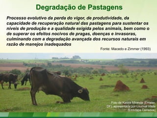 Degradação de Pastagens
Processo evolutivo da perda do vigor, de produtividade, da
capacidade de recuperação natural das pastagens para sustentar os
níveis de produção e a qualidade exigida pelos animais, bem como o
de superar os efeitos nocivos de pragas, doenças e invasoras,
culminando com a degradação avançada dos recursos naturais em
razão de manejos inadequados
                                           Fonte: Macedo e Zimmer (1993)




                                                Foto de Karina Miranda (Emater,
                                              DF), apresentada por Lourival Vilela
                                                            (Embrapa Cerrados)
 