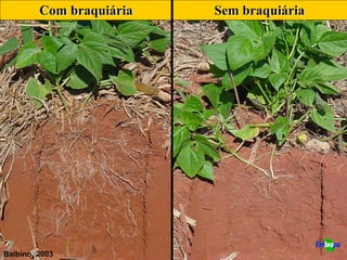 Com braquiária   Sem braquiária




Balbino, 2003
 