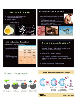Funções: Proteínas Estruturais

      Rompimento das ligações que formam               São as responsáveis pela construção dos tecidos.
      tridimensionalmente a proteína.
      Acontece quando:                                    Colágeno (ossos, cartilagem, tendões e pele);
                                                          Queratina (pelos, cabelo, unha);
         Há aumento da temperatura
                                                          Miosina (músculos responsáveis pela contração);
         Ou há alteração no pH.                           Albumina (plasma sangüíneo);
                                                          Hemoglobina (hemácias – transporta gases).




 Funções: Proteínas Reguladoras
São as que controlam e regulam as funções orgânicas.

   Enzimas (são catalisadoras das                          As enzimas possuem um centro ativo, onde os
   reações do metabolismo: amilase,                        substratos entrarão e suas ligações químicas serão
   maltase, pepsina, etc)                                  enfraquecidas, facilitando a reação.

                                                           A enzima não é gasta no processo.
   Hormônios
   (regulam as funções orgânicas:                          Uma enzima só catalisa reações cujos reagentes
   insulina, gastrina ACTH e etc)
                                                           tenham forma complementar à sua. Só assim haverá
                                                           encaixe.

                                                           Criou-se então a teoria chave/fechadura




 Modelo de Chave-Fechadura
 