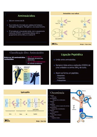São em número de 20.

     Sua molécula é formada por cadeias de Carbono,
     Hidrogênio, Oxigênio, Nitrogênio e, às vezes Enxofre.

     É formada por uma porção ácida, com o grupamento
     carboxila (COOH), uma porção básica, com o
     grupamento amina (NH2) e o radical R.




      Classificação Dos Aminoácidos
Entre os 20 aminoácidos         São 09 ESSENCIAS –
            aminoá
                                Obtenção através dos
conhecidos                      alimentos                               União entre aminoácidos.
                                São 11 NÃO ESSENCIAIS –
                                As células produzem
                                                                        Sempre é feita entre a carboxila (COOH) de
                                                                        uma unidade e a amina (NH2) de outra.

                                                                        Assim se forma um peptídeo.
                                                                          Dipeptídeo
                                                                          Tripeptídeo
                                                                          Polipeptídeo




                                                              Ocorrência
                                                             Insulina
                                                                Pâncreas
                                                             Hemoglobina
                                                                   Sangue dos vertebrados
                                                             Caseína
                                                                Leite
                                                             Queratina
                                                                Chifres, unhas e cascos de animais
                                                             Hemocianina
                                                                Sangue dos invertebrados
                                                             Pepsina
                                                                Suco gástrico
                                                             Albumina
                                                                Ovo, leite e sangue
                                                             Clorofila
                                                                Vegetais verdes
 