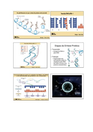 Etapas da Síntese Protéica
• Transcrição
  – Síntese do RNA-m
    pelo DNA


• Tradução
  – Organização dos
    aminoácidos soltos no
    citoplasma pelo RNA
    de modo a formar uma
    proteína característica.
 
