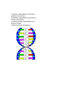 a) adenina emparelhada com timina e
guanina com citosina.
b) adenina emparelhada com guanina e
timina com citosina.
c) pentose-fosfato emparelhada com
pentose-fosfato.
d) Desoxirribose com pentose


                   T

                   G

                       A
                   C

                       G
                       A

                   G
                   C

                   T

                   G
 