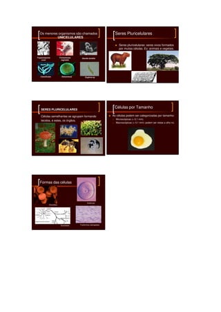 Os menores organismos são chamados                              Seres Pluricelulares
            UNICELULARES

                                                                     Seres pluricelulares: seres vivos formados
                                                                     por muitas células. Ex: animais e vegetais.


Trypanossoma            Trichomonas     Giardia lamblia
    cruzi                 vaginalis




   Cianoficeae            Diatomácea        Euglena sp




   SERES PLURICELULARES
                                                                 Células por Tamanho

   Células semelhantes se agrupam formando                      As células podem ser categorizadas por tamanho:
                                                                  Microscópicas (< 0,1 mm).
   tecidos, e estes, os órgãos.
                                                                  Macroscópicas (> 0,1 mm): podem ser vistas a olho nú.




  Formas das células




                                              Esféricas
            Discóides




                         Estreladas    Fusiformes (alongadas)
 