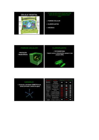 O QUE AS CÉLULAS VEGETAIS TÊM
     CELULA VEGETAL                        QUE AS CELULAS ANIMAIS NÃO
                                                      TEM?


                                          PAREDE CELULAR

                                          CLOROPLASTOS

                                          VACÚOLO




    PAREDE CELULAR                                    CLOROPLASTO
                                                • FOTOSSÍNTESE.
 – PROTEÇÃO                           • Assim como a mitocôndria, possui o seu
– RESISTÊNCIA                                      próprio DNA.




                                      Estrutura          Funções             Bacterias Animais   Plantas

          VACÚOLO                     Membrana
                                      Plasmática
                                                        Elasticidade,
                                                         resistência,         SIM       SIM       SIM
                                                       permeabilidade
• Controla a atividade OSMÓTICA da    Citoplasma     Líquido das células      SIM       SIM       SIM
   célula (entrada e saída de água)   Ribossomo       Síntese protéica        SIM       SIM       SIM
                                      Cloroplasto       Fotossíntese          NÃO       NÃO       SIM
                                      Mitocôndria    Respiração celular       NÃO       SIM       SIM
                                       Vacúolo           Osmose               NÃO       NÃO       SIM
                                        R.E.R.      Transporte proteínas      NÃO       SIM       SIM
                                        R.E.L.      Transporte esteróides     NÃO       SIM       SIM
                                       Núcleo       Contém mat. genético      NÃO       SIM       SIM
                                       Lisossomo    Digestão intracelular     NÃO       SIM       SIM
                                      C. de Golgi    Armazenamento e          NÃO       SIM       SIM
                                                     secreção de subst.
                                        Parede                                SIM       NÃO       SIM
                                                    Proteção e resistência
                                        Celular
 
