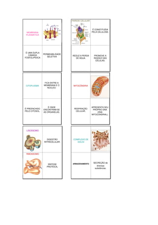 PAREDE CELULAR



                                                   É CONSTITUÍDA
 MEMBRANA                                         PELA CELULOSE.
 PLASMÁTICA




 É UMA DUPLA
   CAMADA       PERMEABILIDADE
                   SELETIVA      REDUZ A PERDA     PROMOVE A
FOSFOLIPÍDICA                      DE ÁGUA.        RIGIDEZ DAS
                                                    CÉLULAS.




                 FICA ENTRE A
 CITOPLASMA     MEMBRANA E O      MITOCÔNDRIA
                   NÚCLEO.




                    É ONDE                        APRESENTA SEU
É PREENCHIDO    ENCONTRAM-SE      RESPIRAÇÃO       PRÓPRIO DNA
PELO CITOSOL.   AS ORGANELAS.      CELULAR.            (DNA
                                                  MITOCONDRIAL).




 LISOSSOMO



                   DIGESTÃO       COMPLEXO DE
                INTRACELULAR.        GOLGI




 RIBOSSOMO



                                 ARMAZENAMENTO
                                                   SECREÇÃO de
                   SÍNTESE
                  PROTÉICA.                           diversas
                                                    substâncias.
 