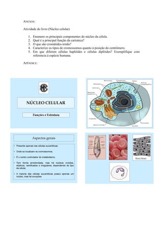 ANEXOS:

Atividade do livro (Núcleo celular)

   1.   Enumere os principais componentes do núcleo da célula.
   2.   Qual é a principal função da carioteca?
   3.   O que são cromátides-irmãs?
   4.   Caracterize os tipos de cromossomos quanto à posição do centrômero.
   5.   Em que diferem células haplóides e células diplóides? Exemplifique com
        referencia à espécie humana.

APÊNDICE:
 